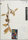 Foto von Salix pentandra L.